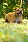 Pedigree the Little Terrier