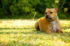 Pedigree the Little Terrier