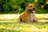 Pedigree the Little Terrier