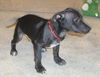 Tommy Lee the Manchester Terrier Puppy