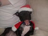 Tommy Lee the Manchester Terrier Puppy
