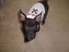Tommy Lee the Manchester Terrier Puppy