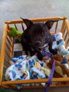 Tommy Lee the Manchester Terrier Puppy