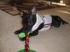 Tommy Lee the Manchester Terrier Puppy