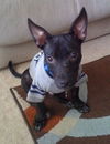 Tommy Lee the Manchester Terrier Puppy