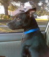 Tommy Lee the Manchester Terrier Puppy