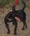 Tommy Lee the Manchester Terrier Puppy