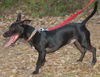 Tommy Lee the Manchester Terrier Puppy