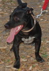 Tommy Lee the Manchester Terrier Puppy