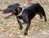 Tommy Lee the Manchester Terrier Puppy