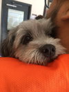 Percy (Peanut)