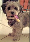 Percy (Peanut)