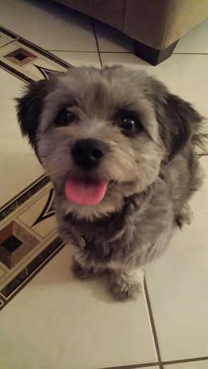 Percy (Peanut)