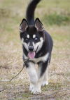 Yukon
