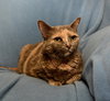 Lil Miss Declawed
