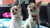 Bella - BONDED w/ Pixie
