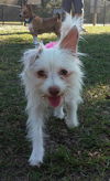 Bella - BONDED w/ Pixie