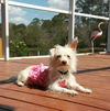 Bella - BONDED w/ Pixie