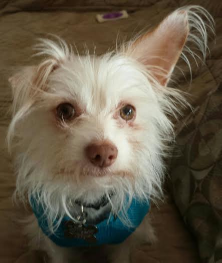 Bella - BONDED w/ Pixie