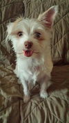 Bella - BONDED w/ Pixie