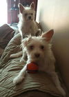 Bella - BONDED w/ Pixie