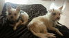 Pixie - BONDED with Bella