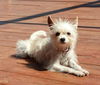 Pixie - BONDED with Bella
