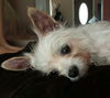 Pixie - BONDED with Bella