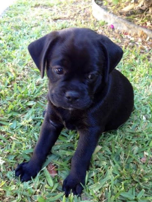 Sadie