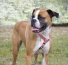 Stella