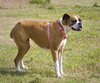 Stella
