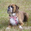 Tootie