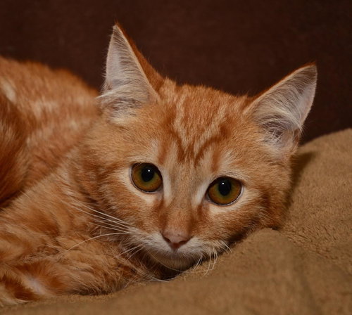 Alvin