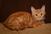Alvin
