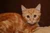 Alvin