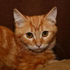 Alvin