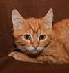Simon