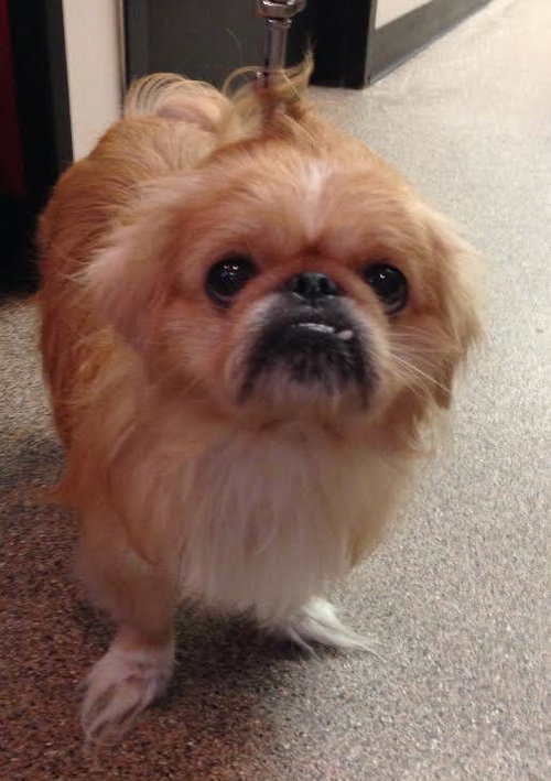 Chewy