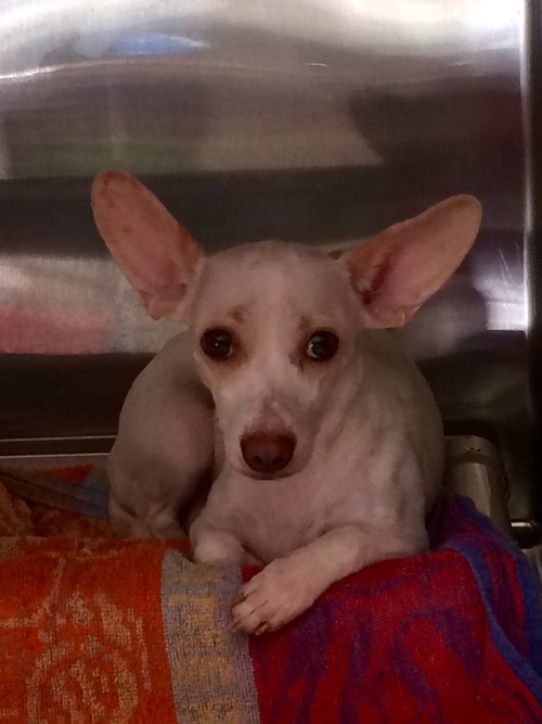Roxie