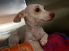 Roxie