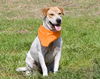 Lucy- A Beagle/Shar Pei Blend