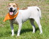 Lucy- A Beagle/Shar Pei Blend
