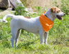 Lucy- A Beagle/Shar Pei Blend
