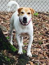 Lucy- A Beagle/Shar Pei Blend