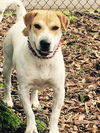 Lucy- A Beagle/Shar Pei Blend