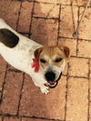 Lucy- A Beagle/Shar Pei Blend