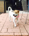 Lucy- A Beagle/Shar Pei Blend