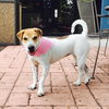 Lucy- A Beagle/Shar Pei Blend