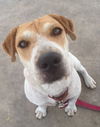 Lucy- A Beagle/Shar Pei Blend