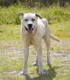 Buddy Blue